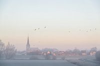 Lithoijen dans la brume du matin