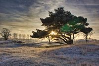 Beautiful sunrise in the dune