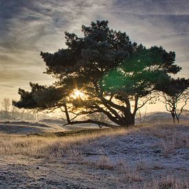 Schöner Sonnenaufgang in den Dünen von SoMe Fotografie