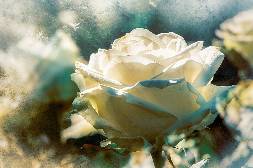 Weisse Rose im Sonnenlicht von Nicc Koch