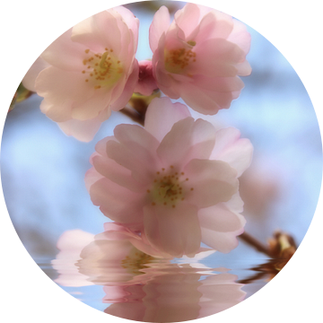 Zierkirschenblüte van Dagmar Marina