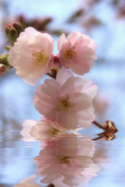 Zierkirschenblüte by Dagmar Marina