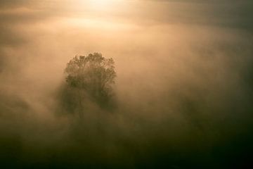 Mistig bos vanuit de lucht tijdens de herfst van Sjoerd van der Wal Fotografie