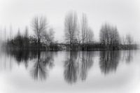Arbres réfléchis