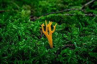 Sticky coral mushroom