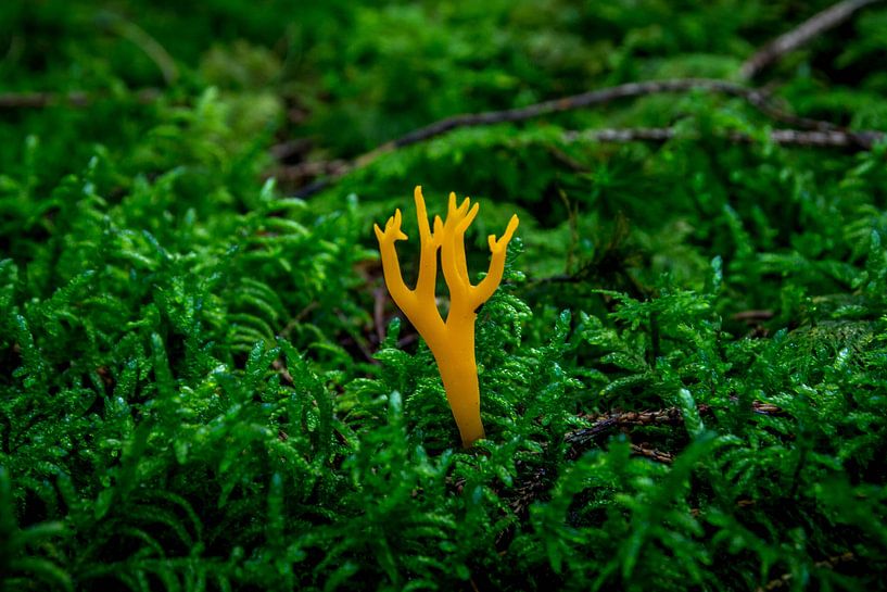 Champignon de corail collant par Kristof Mentens