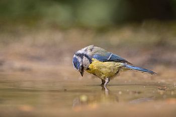 jong pimpelmeesje in het water