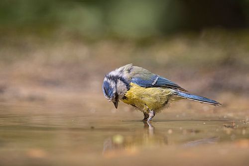 jong pimpelmeesje in het water