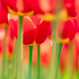 Red tulips with yellow touch by Ron van der Stappen