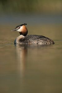 Grèbe huppé ( Podiceps cristatus ) nage en eau calme, surface métallique brillante, faune, Europe.
