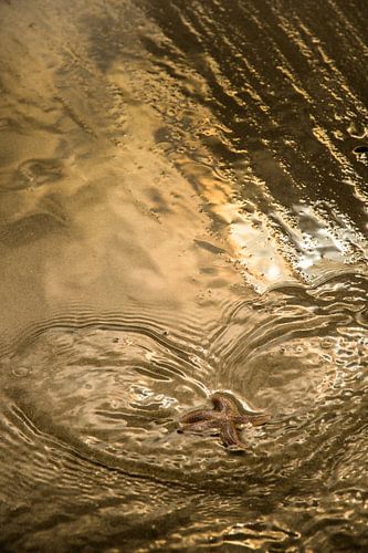 Zeester in gouden zonlicht