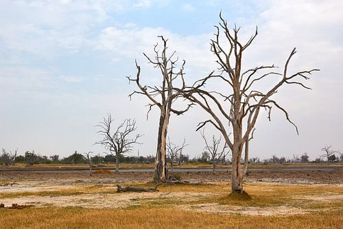 Dead Tree Island in Moremi National Park, Botswana