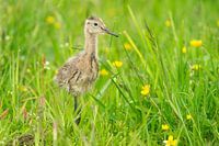 Uferschnepfe (Limosa limosa), Küken auf einer Wiese