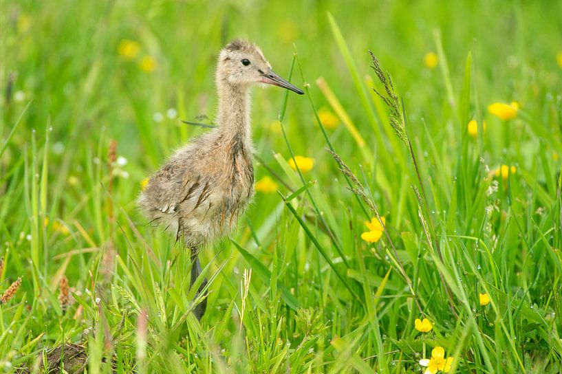 Black-Tailed Godwit (Limosa limosa) chick on meadow by Marcel van Kammen