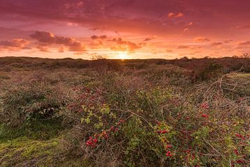 Sunset in the Dunes of Texel