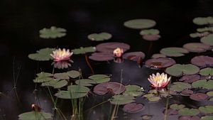 Vijver met waterlelies (3) van Mayra Fotografie