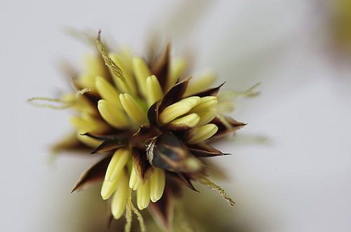 Grass, Zegge Macrofotografie