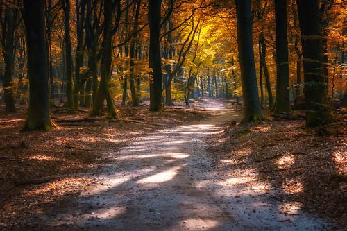 Forest with forest path in autumn colors and dreamy atmosphere