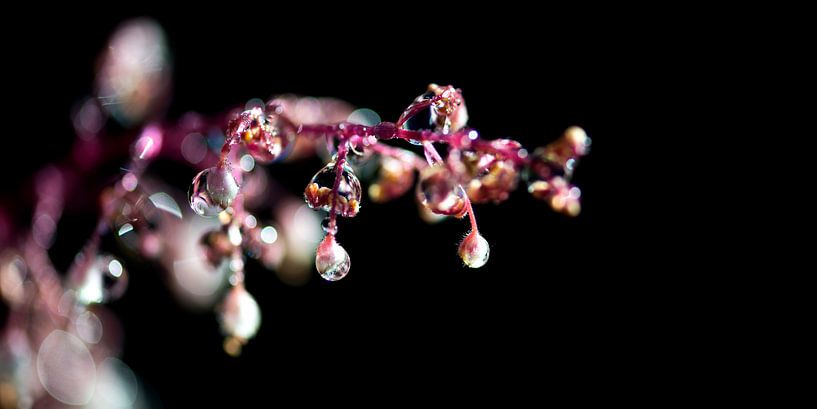 Water pearls van Sense Photography