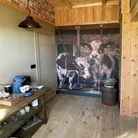 Klantfoto: Koeien in oude koeienstal van Inge Jansen, als naadloos behang