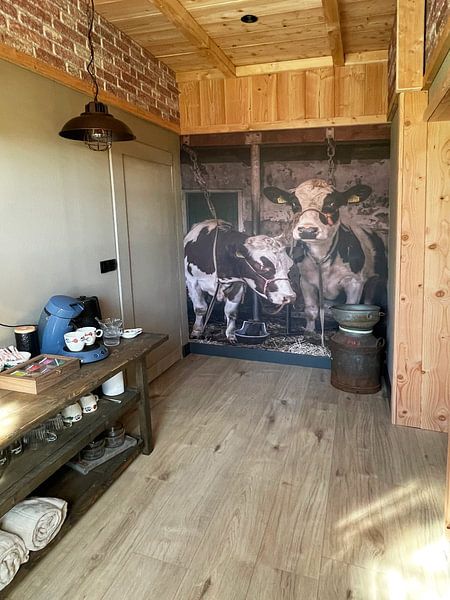 Vaches dans une ancienne étable