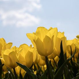 een geel tulpenveld op een zonnige dag van W J Kok