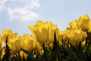 ein gelbes Tulpenfeld an einem sonnigen Tag