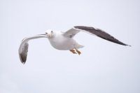 Seagull soars in the sky