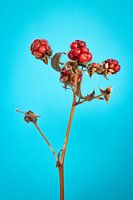 Red berries on blue background