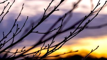 Des branches pleines de bourgeons à la lumière du soleil levant sur Hans de Waay