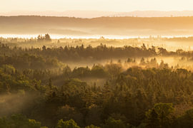Magische Nebelwelten – Goldene Morgenstimmung über den Wäldern von Anselm Ziegler Photography