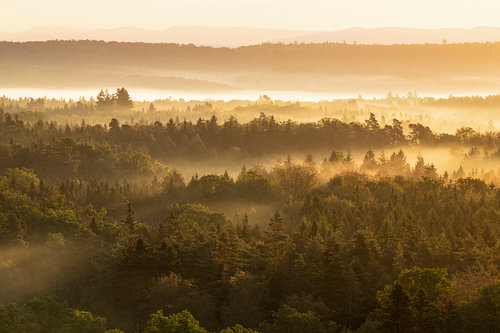Magische mistwerelden – Gouden ochtendsfeer boven de bossen