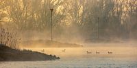 IJssel near Wilsum in fog by Evert Jan Kip thumbnail
