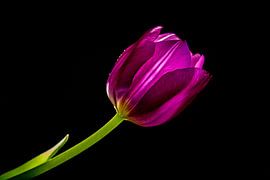 Tulpe