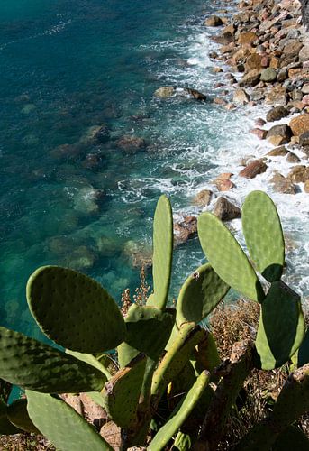 Kaktus über azurblauem Meer mit Felsen