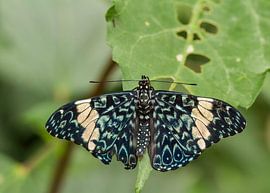 Vlinder met uitgestrekte vleugels by Piebe van den Berg