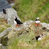 Eine Gruppe von Papageientauchern (Fratercula arctica) in natürlicher Umgebung von Ralf Lehmann