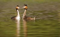 Two courting grebes by Rietje Bulthuis thumbnail