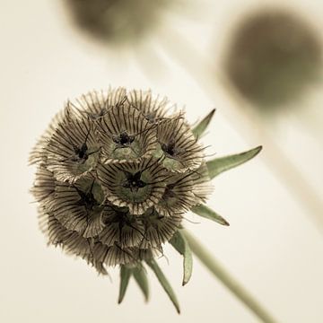 Spherical flower