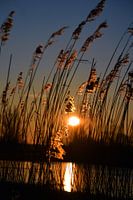 Ochtendzon door het riet