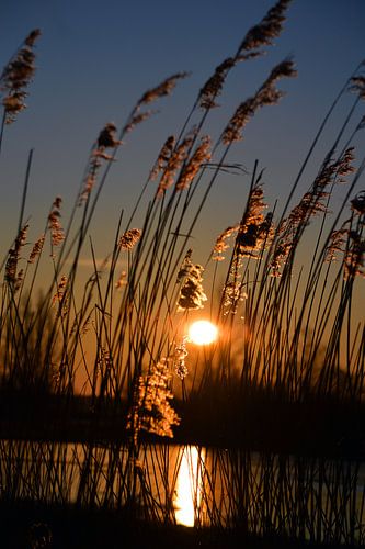 Ochtendzon door het riet