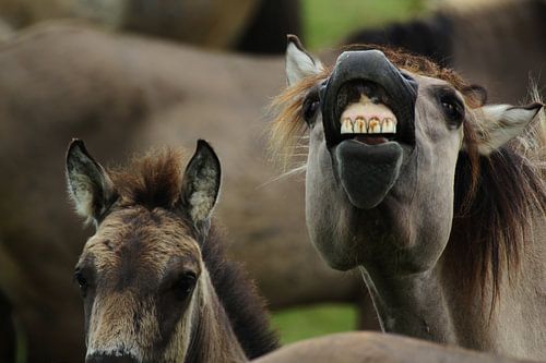 Niet bang voor de tandarts