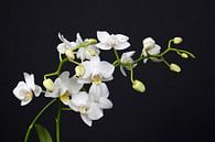 closeup van een witte orchidee van W J Kok thumbnail