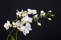 closeup of a white orchid