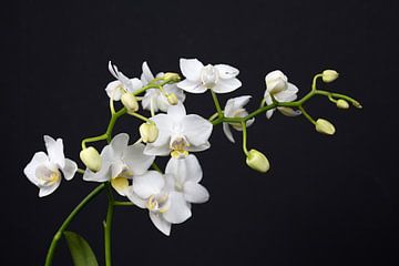 closeup of a white orchid by W J Kok