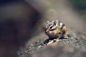 Animaux - Grignoter