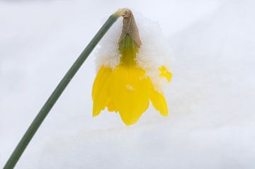 Daffodil by Bo Valentino