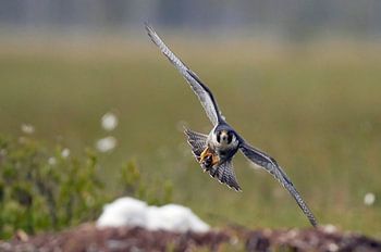 Erwachsener Wanderfalke (Falco peregrine)