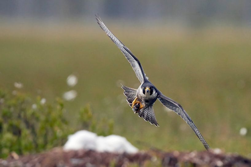 Erwachsener Wanderfalke (Falco peregrine) von Beschermingswerk voor aan uw muur