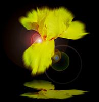 Magie des fleurs Lys 2